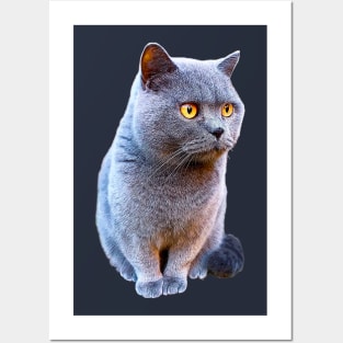 British Shorthair Cat Blue with Orange eyes Posters and Art